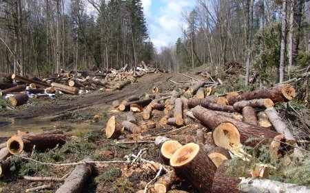 Генеральная Прокуратура продолжает борьбу с незаконной вырубкой лесов