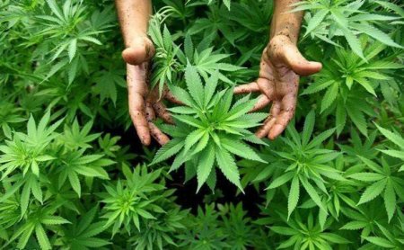 5 ton narkotik tərkibli bitki məhv edildi