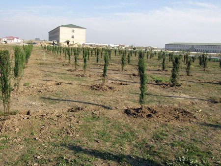 Bu ayın sonunadək Azərbaycan Ordusunda 200 mindən artıq ağac əkiləcək
