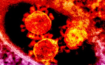 Daha bir ölkədə koronavirusun yeni variantı aşkarlandı