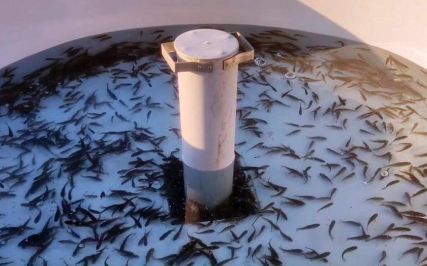 Xaçınçay su anbarına 200 min ədəd çəkikimi balıq körpəsi buraxılıb