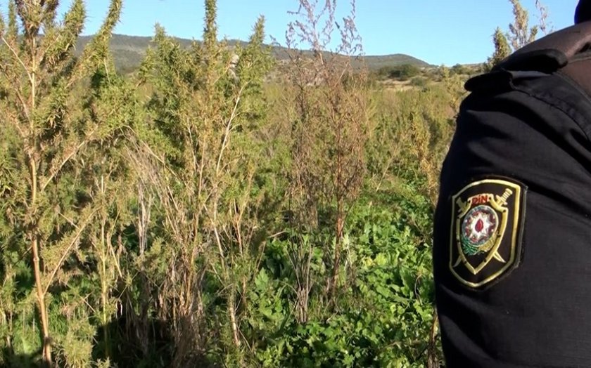 Şuşanın Quşçular kəndində 5 hektar sahədə narkotik plantasiyası aşkar edilib