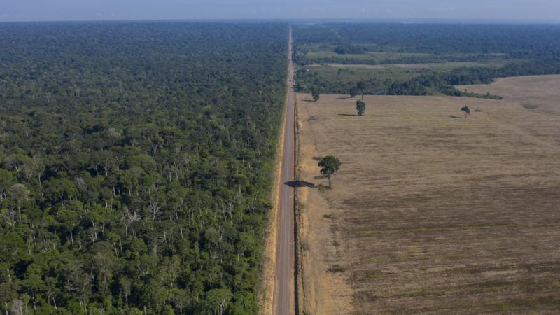 Amazon meşələrinin yarısı 2050-ci ilə qədər yox olacaq