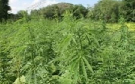 Azərbaycanda 2 hektar sahədə narkotik bitki aşkarlandı