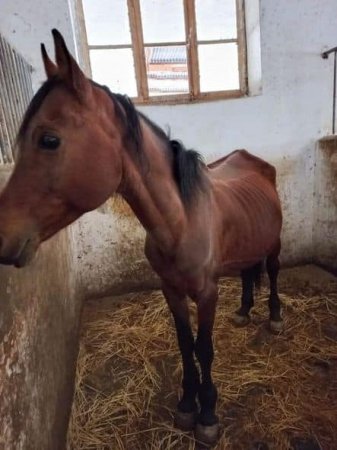 Respublika Atçılıq Mərkəzində saxlanılan cins atlar yem çatışmazlığından aclıq çəkirlər-FOTOLAR