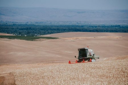 61613 hektar sahədən 176836 ton məhsul yığılıb