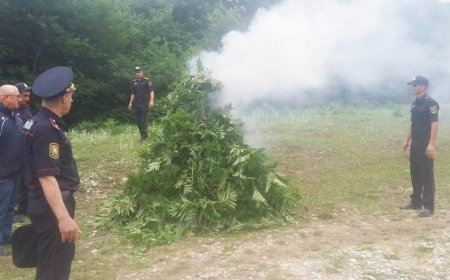 Qubada 3,2 ton narkotik tərkibli bitkilər məhv edildi