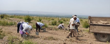 Monte Ferro Aqroparkı Şimal Qərb regionu ərazilərində fındıq bağlarının salınması layihələrini uğurla həyata keçirməkdədir