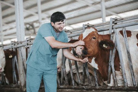 Azərbaycanda südlük inəklərin sığortalanma qaydası açıqlanıb