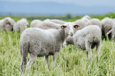 Qurbanlıq heyvanların satışı və kəsimi yerləri məlum oldu- SİYAHI