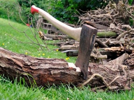 Ağacları məhv edən daha bir şirkət cəzalandırılıb