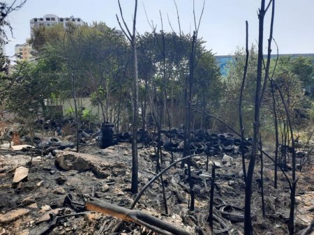 Bakıda yanğın ağacların məhvinə səbəb olub