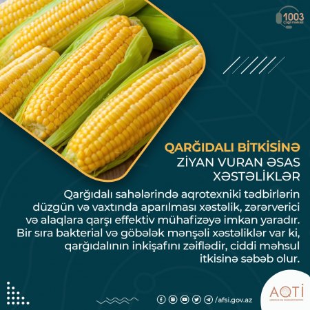 Qarğıdalı bitkisinə ziyan vuran əsas xəstəliklər HANSILARDIR?