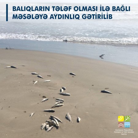 Xəzərdə balıqlar kütləvi şəkildə tələf olur