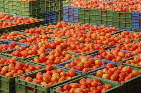 Rusiyaya Azərbaycanın 204 müəssisəsindən pomidor tədarükü həyata keçirilir