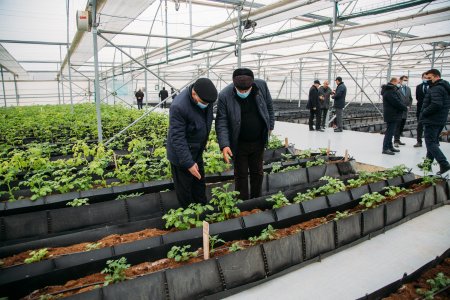 Toxumluq kartof üzrə yeni yaradılan kartof sortlarının təqdimatı baş tutub