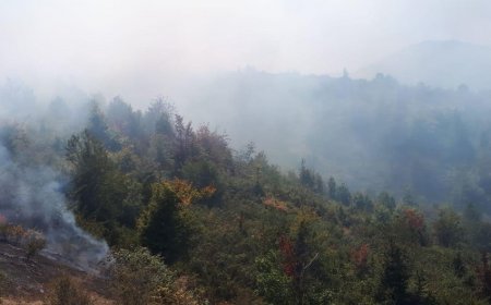 Azərbaycanda dövlət qoruğunun ərazisi yanır