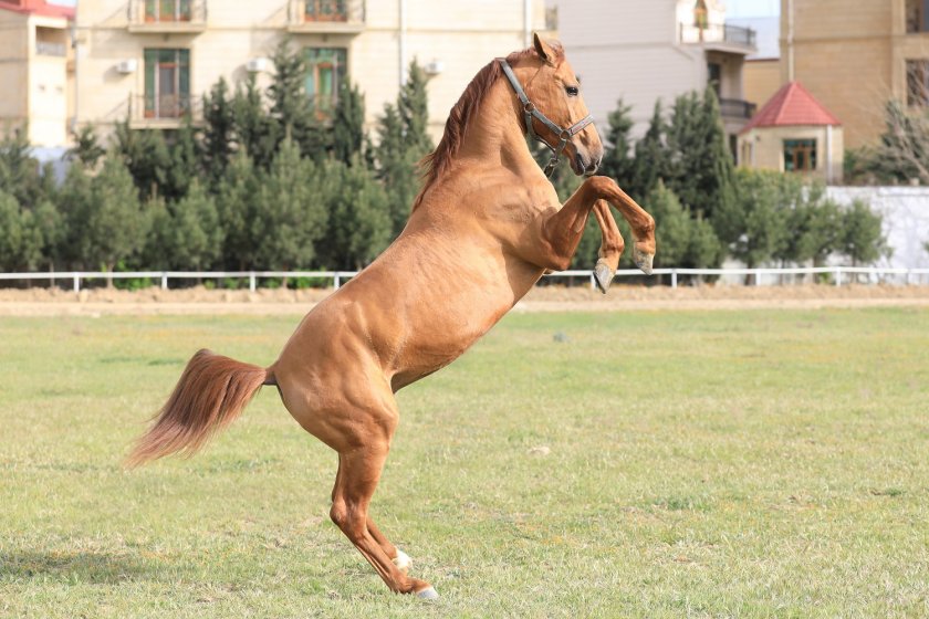 Qarabağ atlarının ilk satış auksionuna hazırlıq işləri davam edir