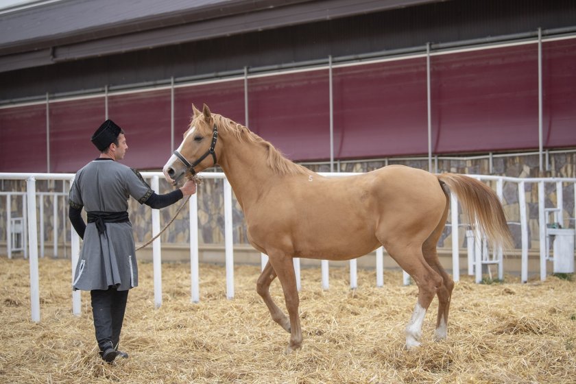 Azərbaycanda Qarabağ atlarının biomaterial bankı yaradılıb