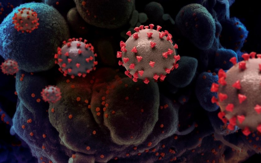 Koronavirusun daha ölümcül ştamı yarana bilər