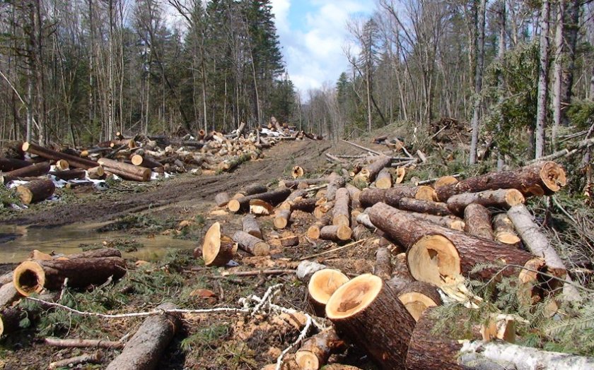 Zaqatalada 40 ağacın kəsilməsi ilə bağlı cinayət işi başlanılıb