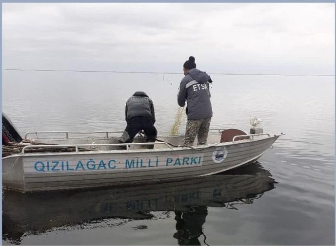 Qızılağac Milli Parkı ərazisində qanunsuz balıq ovunun qarşısı alınıb