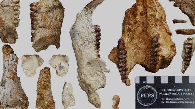 Avstraliyada 25 milyon il əvvəl yaşayan heyvan qalıqları tapıldı