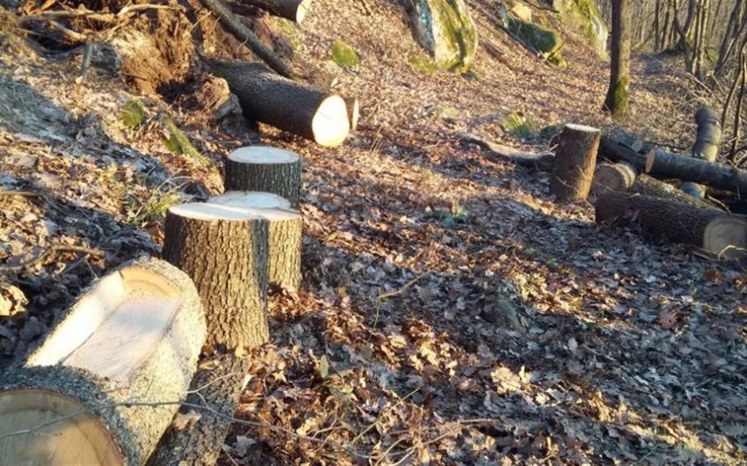 Səbail rayonunda ağacların qırılması faktı aşkar edilib