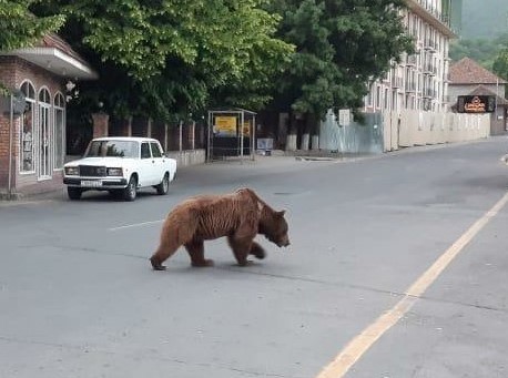 Göygöldə ayılar kəndlərə hücüm edib, təsərrüfata zərər vurub HADİSƏ