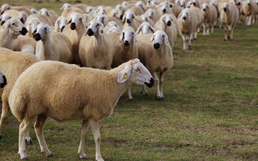 Bayramda nə qədər qurban kəsilib?