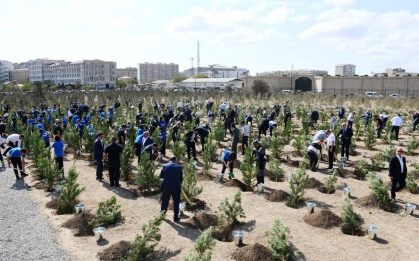 Bakıda Anım Günü ilə əlaqədar ağacəkmə aksiyası keçirilib