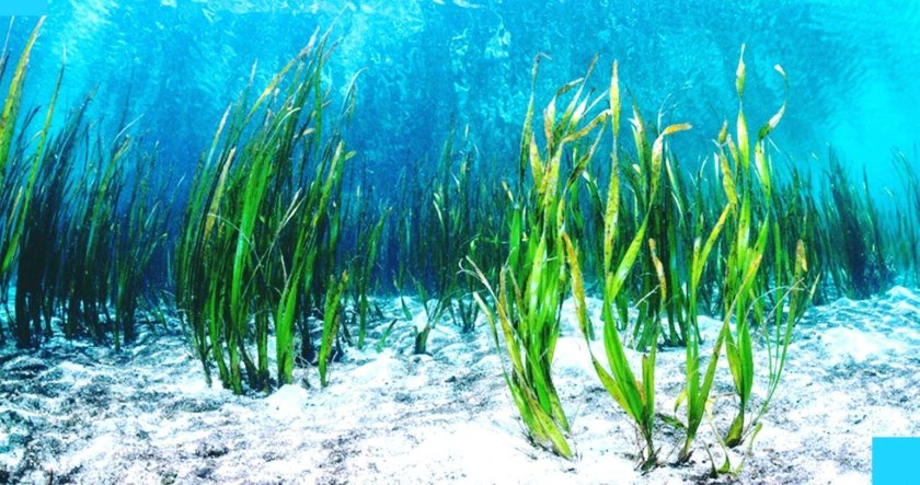 Dəniz yosunlarından kosmetika hazırlanacaq