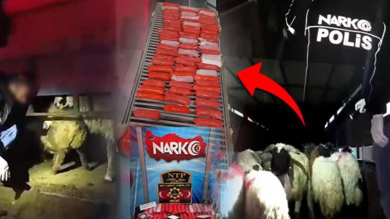 Qoyunların mədəsində narkotik keçirməyə cəhd etdilər