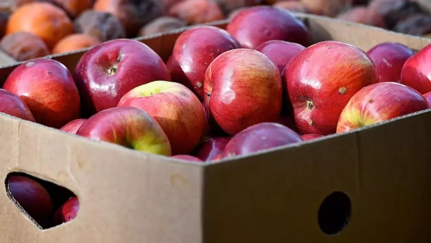 Özbəkistan Rusiyaya alma ixracını ikiqat artırdı