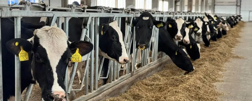 BƏƏ və Hindistana ət ixrac olunacaq