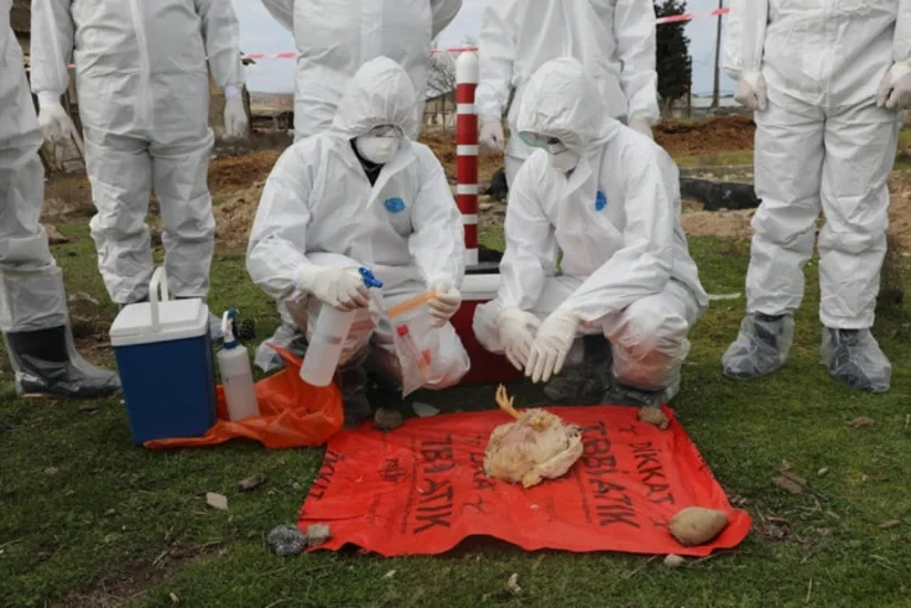 Azərbaycanda quş qripinə qarşı növbəti monitorinqlər keçiriləcək