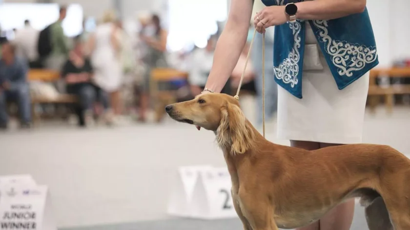  Qazaxıstanda bundan sonra it günü də qeyd ediləcək 