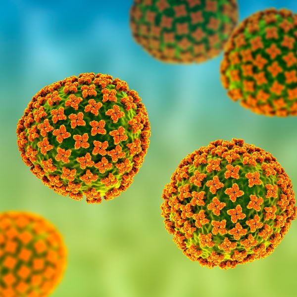 İspaniya Hantavirus daşıyıcılarını ölkəyə buraxmayacaq